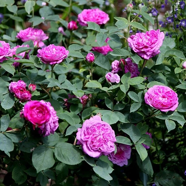 Rosa 'Reine des Violettes' Rosa 'Reine Des Violettes' -Garden Plant Store pl1000001991 card3 lg