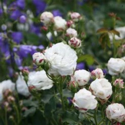 Rosa 'Boule De Neige' -Garden Plant Store pl2000002339 card3 lg