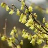 Corylopsis Pauciflora -Garden Plant Store pl2000002652