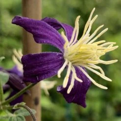 Clematis × Aromatica -Garden Plant Store pl2000002947 card2 lg