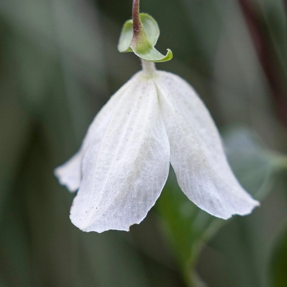Clematis cirrhosa 'Jingle Bells' Clematis Cirrhosa 'Jingle Bells' -Garden Plant Store pl2000003353 card2 lg