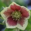 Helleborus × Hybridus Harvington Yellow Speckled 2 Helleborus × Hybridus Harvington Yellow Speckled -Garden Plant Store pl2000003696