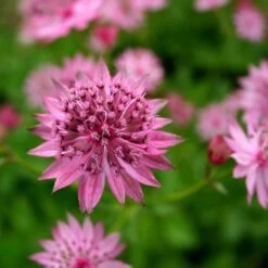 Astrantia 'Roma' (PBR)