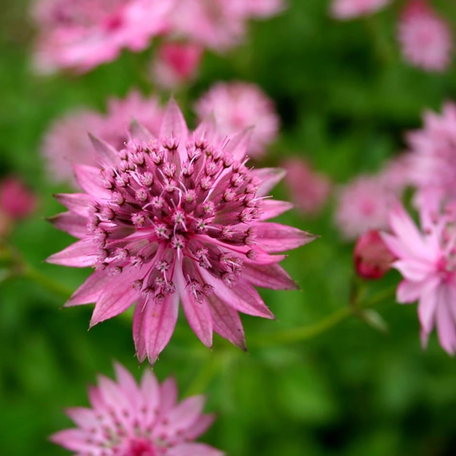 Astrantia 'Roma' (PBR) Astrantia 'Roma' (PBR) -Garden Plant Store pl2000003711