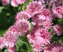 Astrantia 'Roma' (PBR) 3 Astrantia 'Roma' (PBR) -Garden Plant Store pl2000003711 card4 lg
