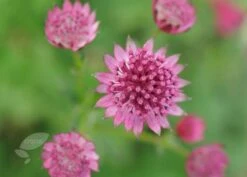 Astrantia 'Roma' (PBR) 5 Astrantia 'Roma' (PBR) -Garden Plant Store pl2000003711 card6 lg
