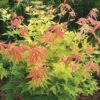 Acer Palmatum 'Orange Dream' -Garden Plant Store pl2000004371