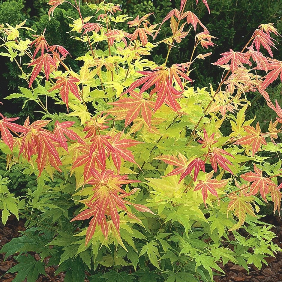 Acer palmatum 'Orange Dream' Acer Palmatum 'Orange Dream' -Garden Plant Store pl2000004371