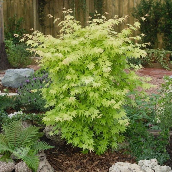 Acer palmatum 'Orange Dream' Acer Palmatum 'Orange Dream' -Garden Plant Store pl2000004371 card2 lg