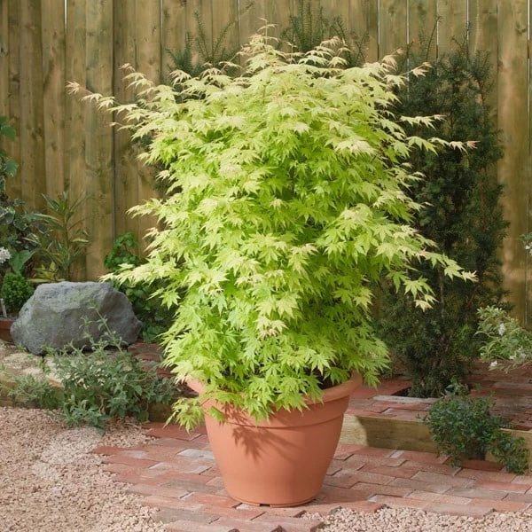 Acer palmatum 'Orange Dream' Acer Palmatum 'Orange Dream' -Garden Plant Store pl2000004371 card3 lg