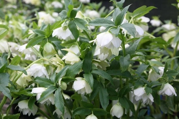 Helleborus hybridus Harvington double white Helleborus Hybridus Harvington Double White -Garden Plant Store pl2000004638 card2 lg