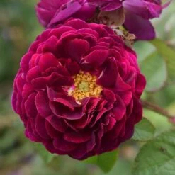 Rosa 'Tuscany Superb'