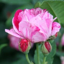 Rosa 'Ferdinand Pichard' -Garden Plant Store pl2000004947 card3 lg