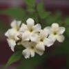 Jasminum Officinale Devon Cream (PBR) 2 Jasminum Officinale Devon Cream (PBR) -Garden Plant Store pl2000004963