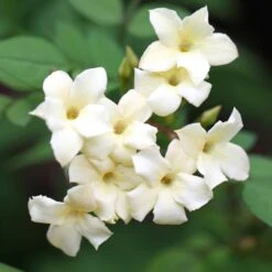 Jasminum Officinale Devon Cream (PBR) -Garden Plant Store pl2000004963 card4 lg