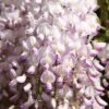 Wisteria Floribunda 'Kuchi-beni' -Garden Plant Store pl2000005197