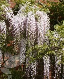 Wisteria Floribunda 'Kuchi-beni' -Garden Plant Store pl2000005197 card4 lg
