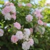 Rosa 'Paul's Himalayan Musk' -Garden Plant Store pl2000005398
