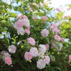 Rosa 'Paul's Himalayan Musk' -Garden Plant Store pl2000005398 card4 lg