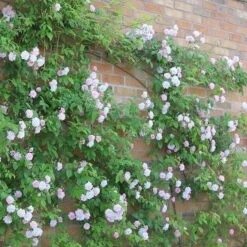 Rosa 'Paul's Himalayan Musk' -Garden Plant Store pl2000005398 card5 lg