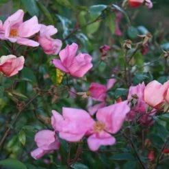 Rosa × Odorata 'Mutabilis' -Garden Plant Store pl2000005424 card3 lg