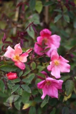 Rosa × Odorata 'Mutabilis' -Garden Plant Store pl2000005424 card4 lg