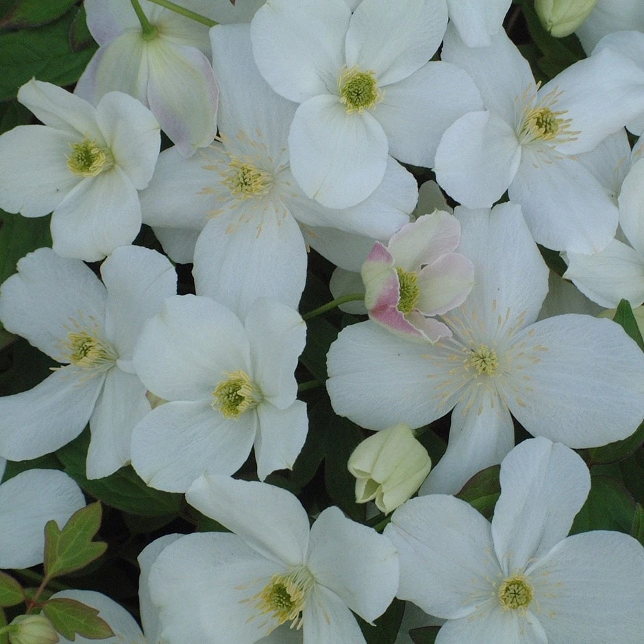 Clematis 'Miss Christine' Clematis 'Miss Christine' -Garden Plant Store pl2000005510