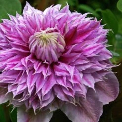 Clematis Josephine ('Evijohill') (PBR) -Garden Plant Store pl2000005511 card3 lg
