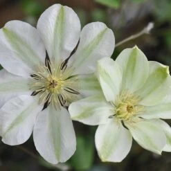 Clematis 'Guernsey Cream'