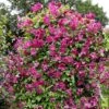 Clematis 'Abundance' -Garden Plant Store pl2000005866