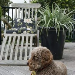 Astelia 'Silver Shadow' (PBR) -Garden Plant Store pl2000005905 card4 lg