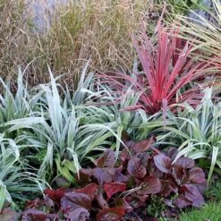 Astelia 'Silver Shadow' (PBR) -Garden Plant Store pl2000005905 card5 lg