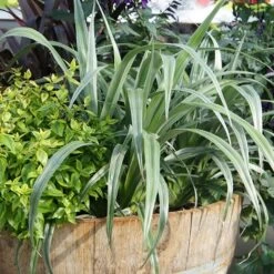 Astelia 'Silver Shadow' (PBR) -Garden Plant Store pl2000005905 card6 lg