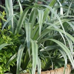 Astelia 'Silver Shadow' (PBR) -Garden Plant Store pl2000005905 card7 lg