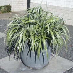 Astelia 'Silver Shadow' (PBR) -Garden Plant Store pl2000005905 card8 lg