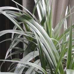 Astelia 'Silver Shadow' (PBR) -Garden Plant Store pl2000005905 card9 lg