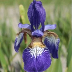 Iris 'Flight Of Butterflies'