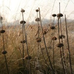 Phlomis Russeliana -Garden Plant Store pl2000005933 card3 lg
