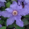 Clematis 'Happy Anniversary' -Garden Plant Store pl2000006226