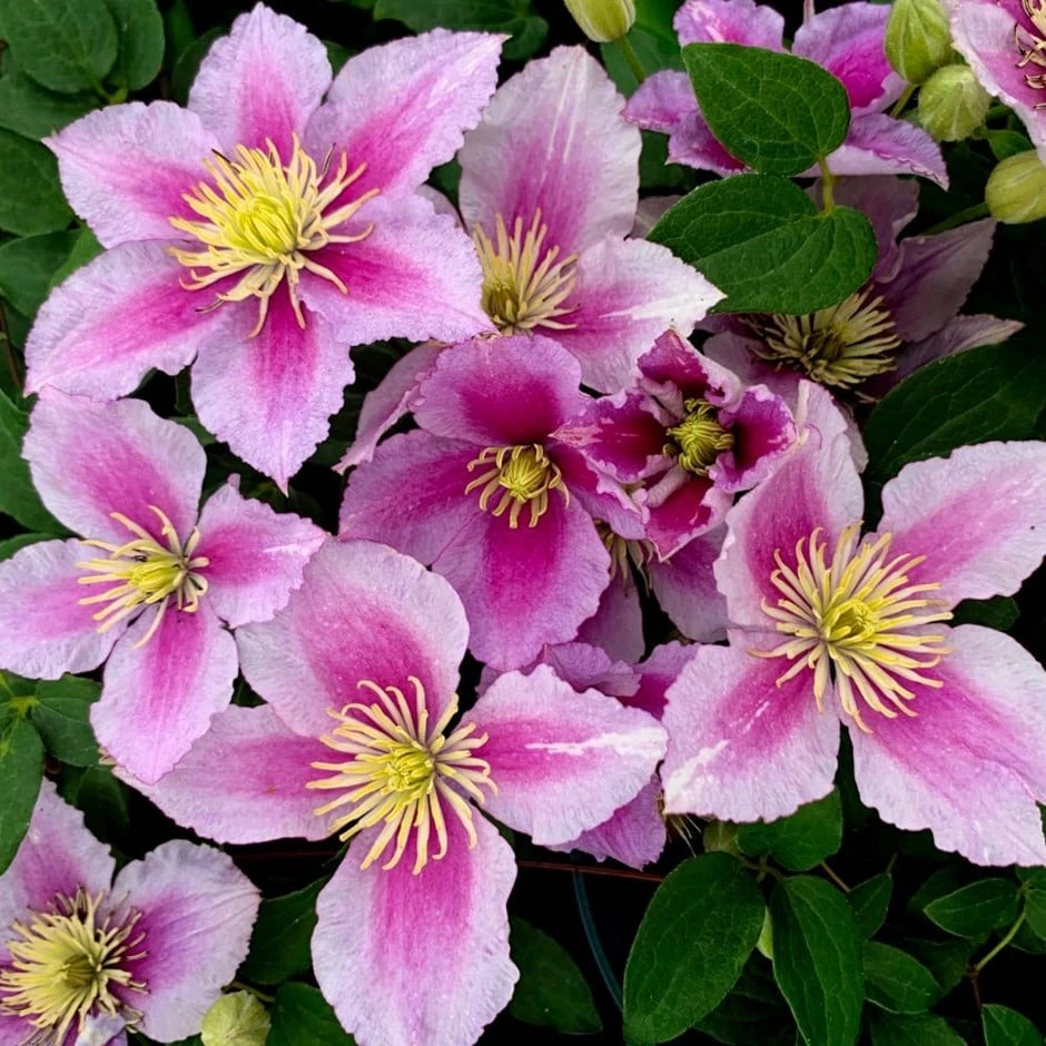Clematis 'Piilu' Clematis 'Piilu' -Garden Plant Store pl2000006229