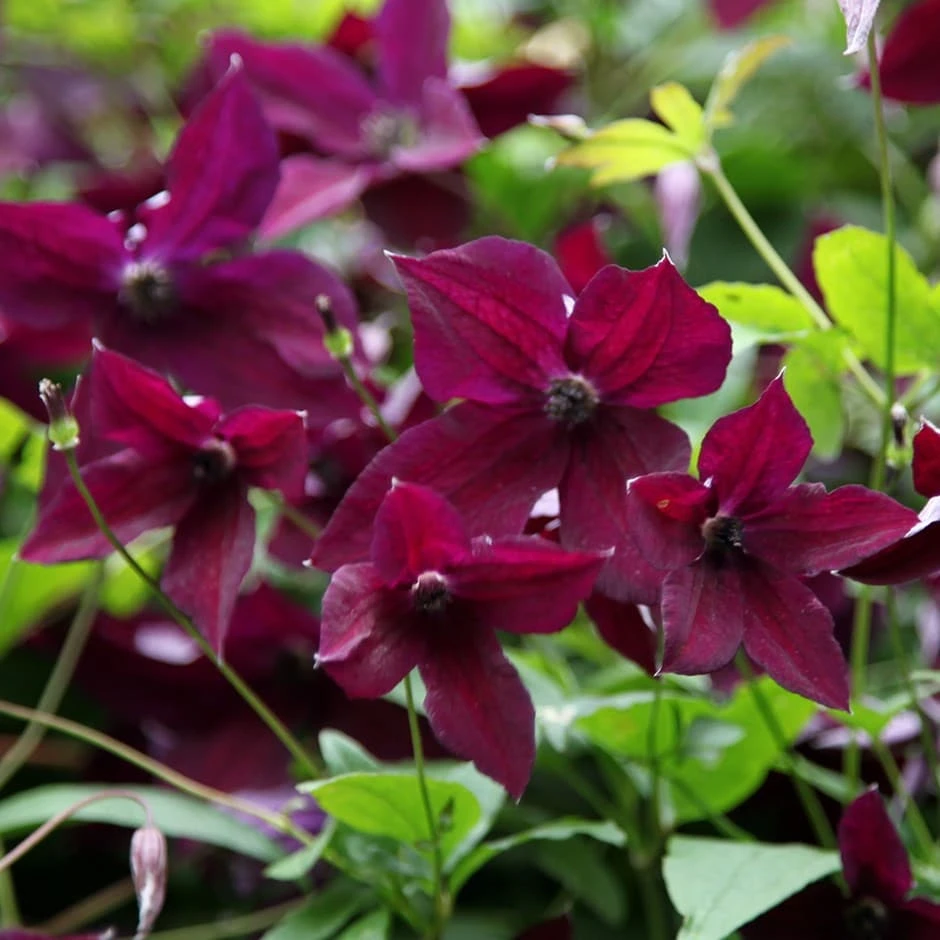 Clematis 'Black Prince' Clematis 'Black Prince' -Garden Plant Store pl2000006230
