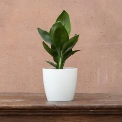 Strelitzia Reginae -Garden Plant Store pl2000006625 card3 lg