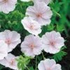 Geranium Sanguineum Var. Striatum -Garden Plant Store pl2000007127