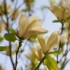 Magnolia Denudata Yellow River ('Fei Huang') -Garden Plant Store pl2000007241