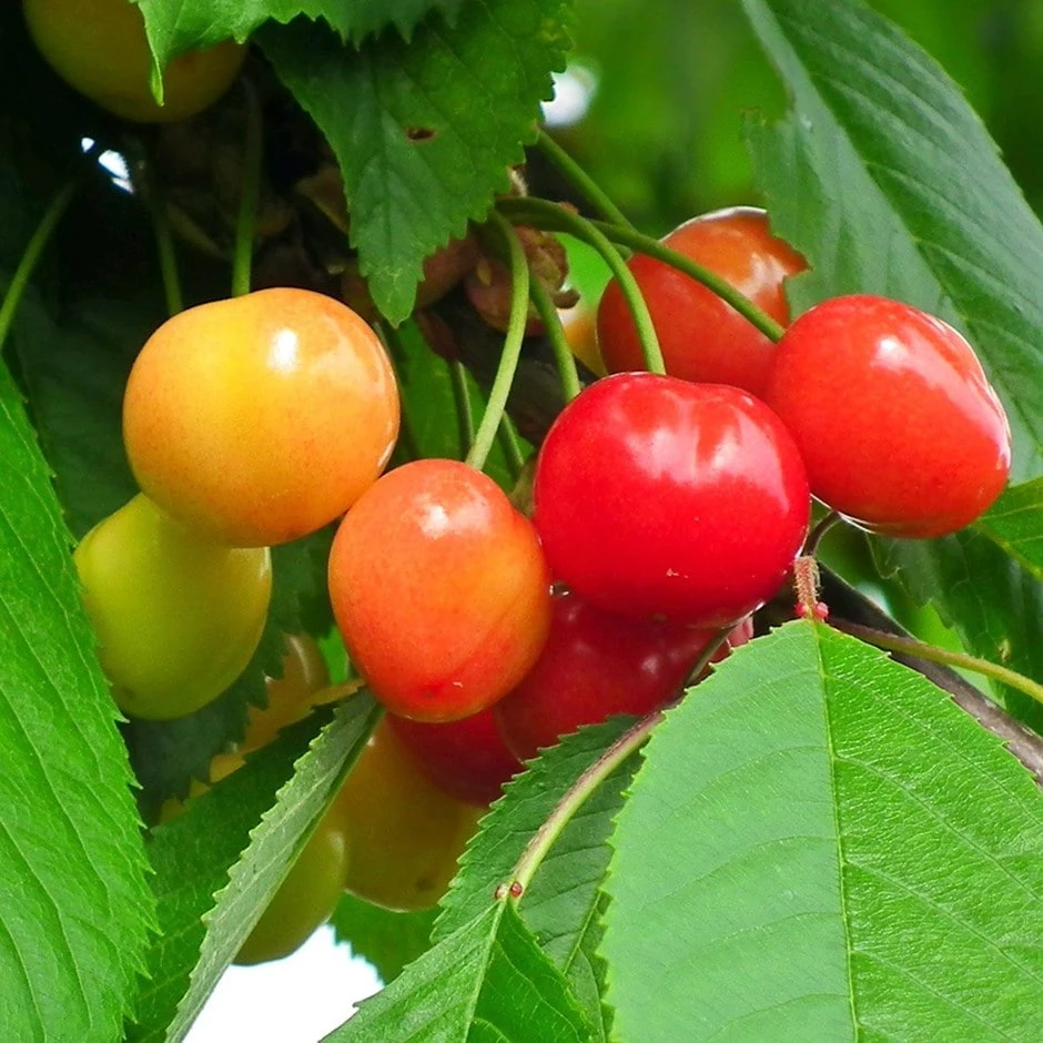 cherry 'Merton Glory' Cherry 'Merton Glory' -Garden Plant Store pl2000008727