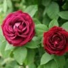 Rosa 'Souvenir Du Docteur Jamain' -Garden Plant Store pl2000010020