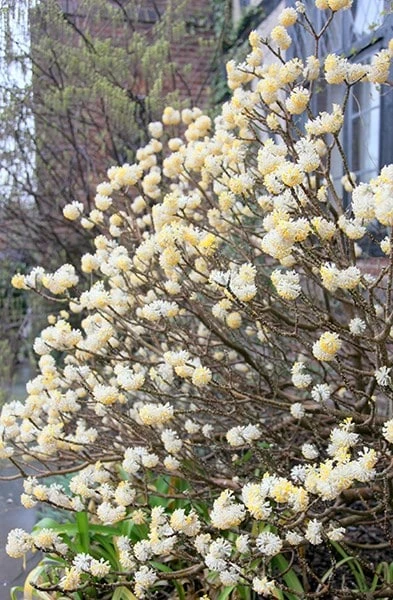 Edgeworthia chrysantha Edgeworthia Chrysantha -Garden Plant Store pl2000010208 card3 lg