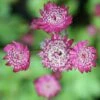 Astrantia Major 'Rubra' -Garden Plant Store pl2000010595