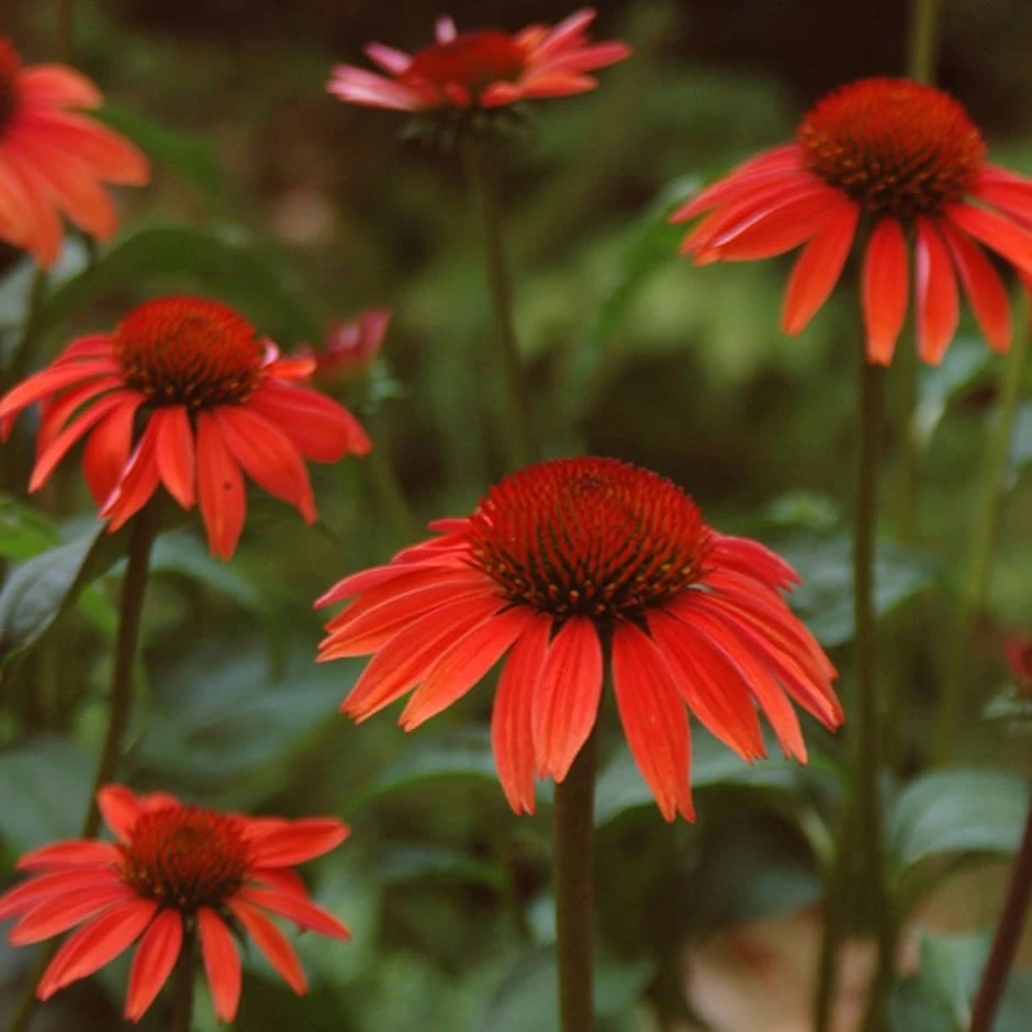 Echinacea 'Sundown' (PBR) (Big Sky Series) Echinacea 'Sundown' (PBR) (Big Sky Series) -Garden Plant Store pl2000010641