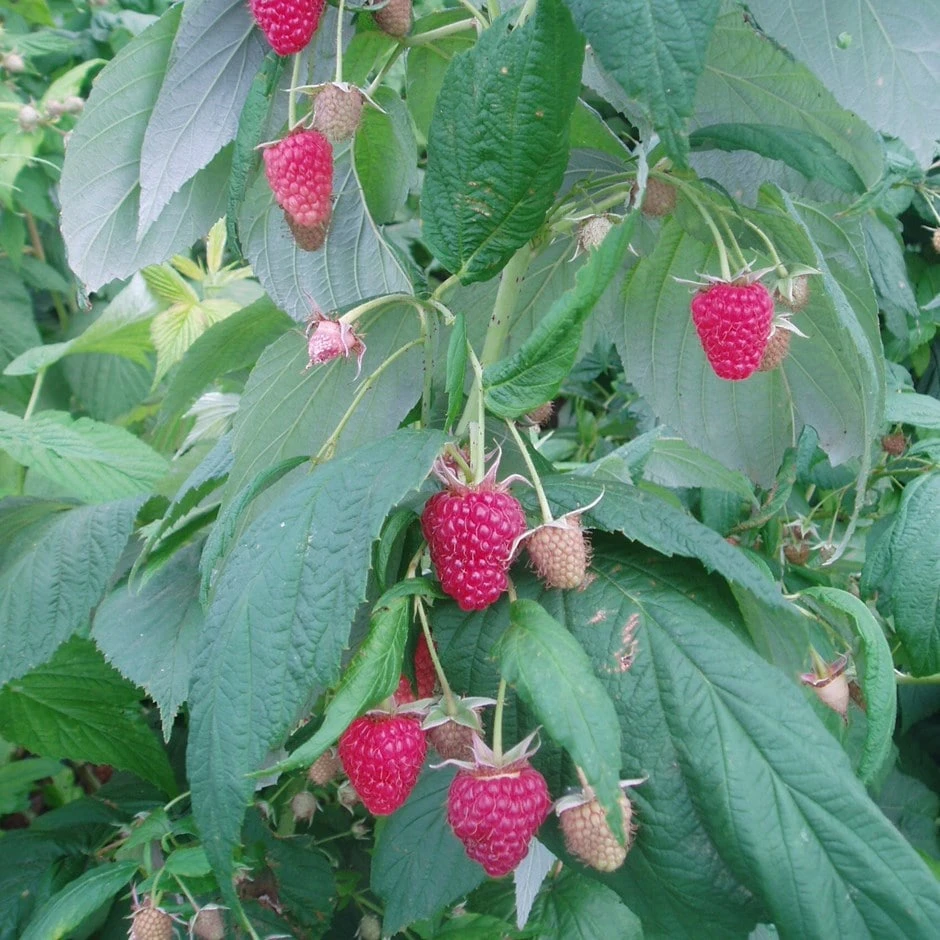 raspberry 'Polka' (PBR) Raspberry 'Polka' (PBR) -Garden Plant Store pl2000011104